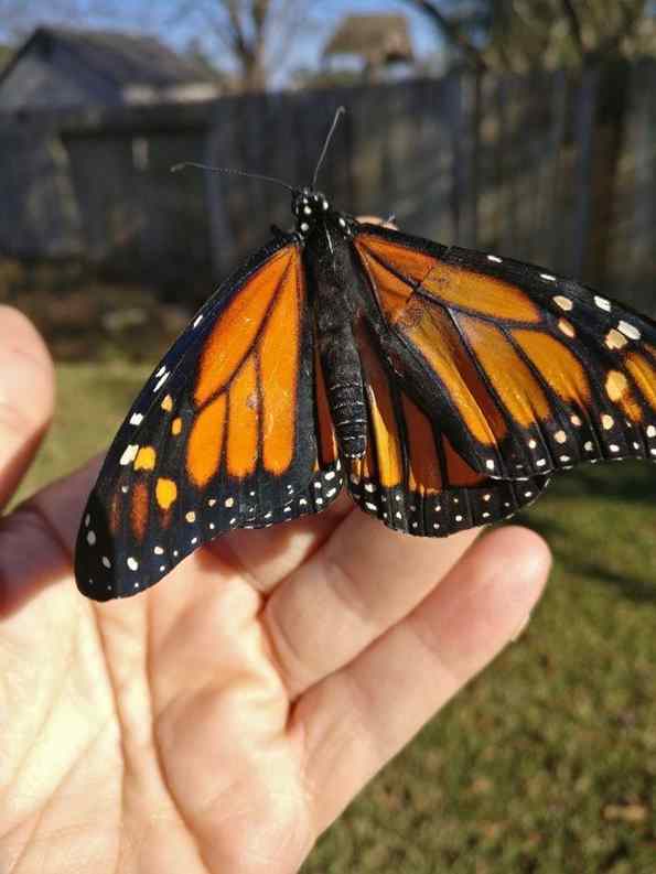 borboleta teve asa transplantada