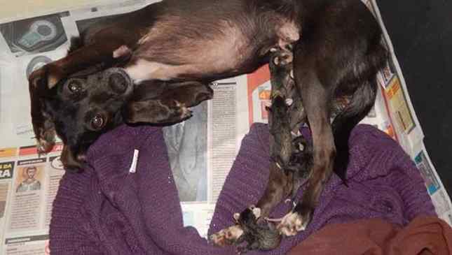 cadela adota gambás órfãos
