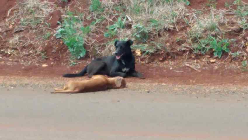 cão protege corpo de amigo morto em estrada
