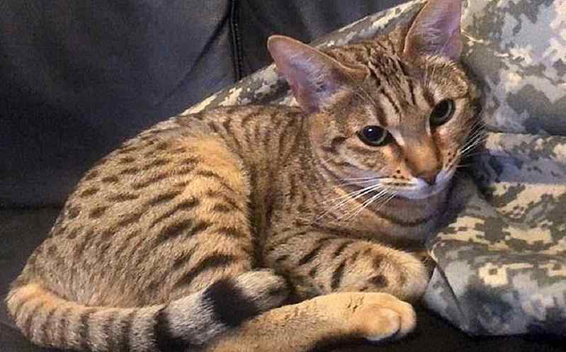 gato inunda casa