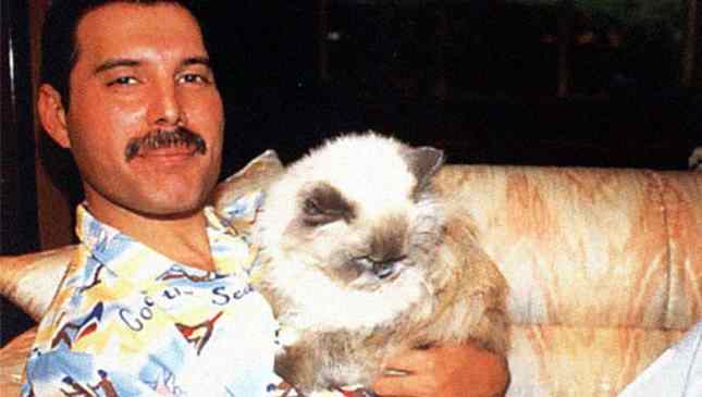 freddie mercury deixou herança para os gatos