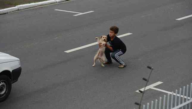 garoto alvou cachorro atropelado itajaí