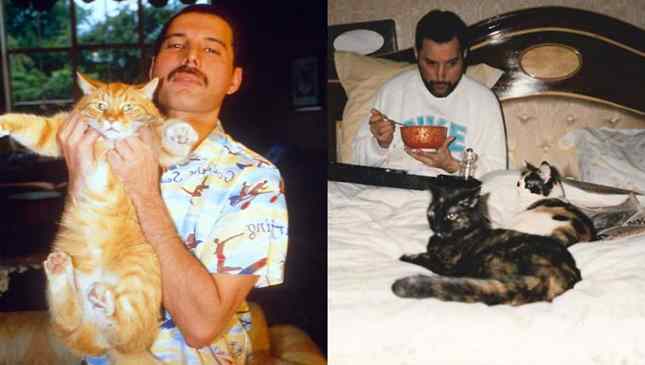 gatos de freddie mercury