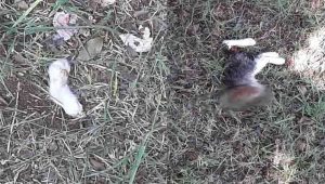 Assustador: Gatos foram encontrados decapitados e mutilados no MS