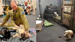 Marinha australiana abriga cães, gatos e outros pets sobreviventes de incêndios