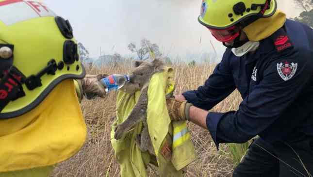 morte de coalas austrália