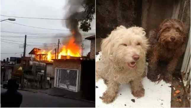 mulher morre salvando cachorros