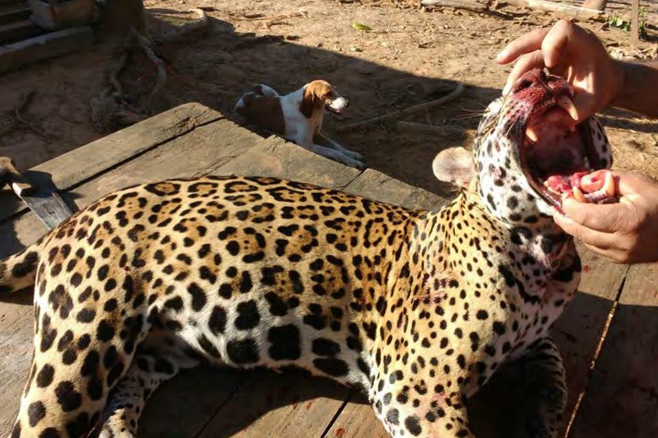 dentista acusado de matar onças