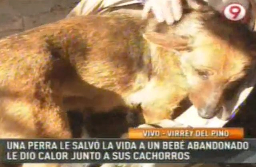 cachorra salva bebê abandonado