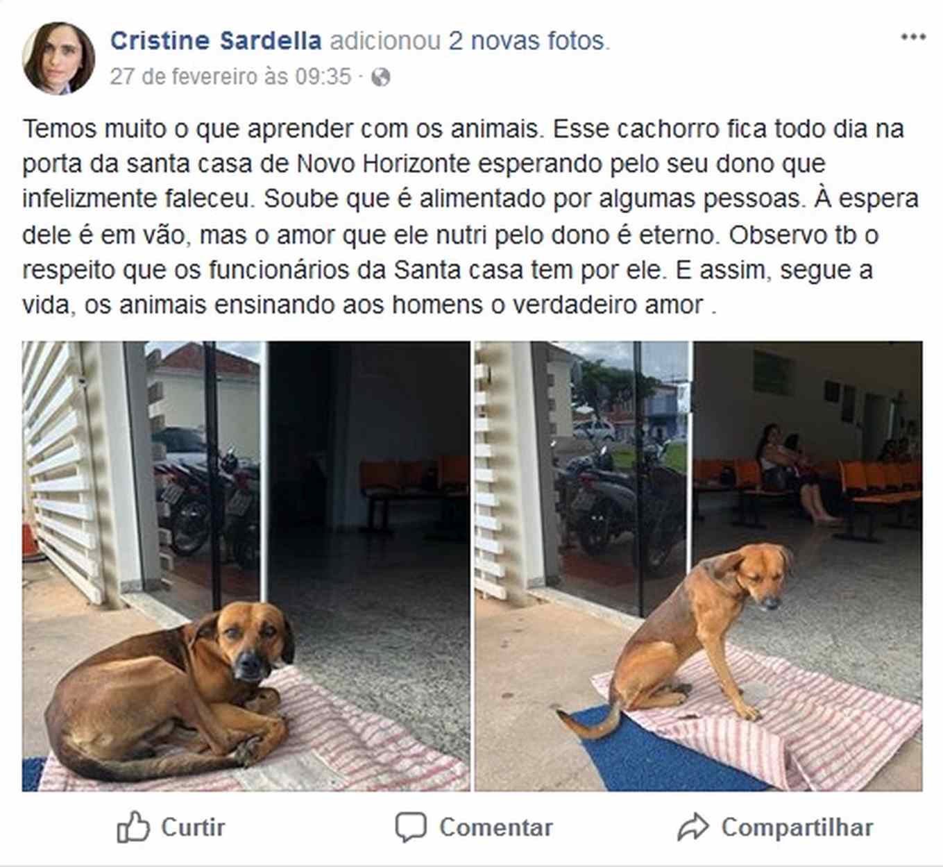 cão aguarda dono do lado de fora do hospital