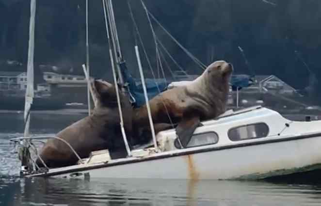 leões marinhos em barco