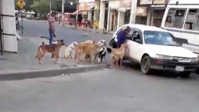 taxista aceita levar cães de rua