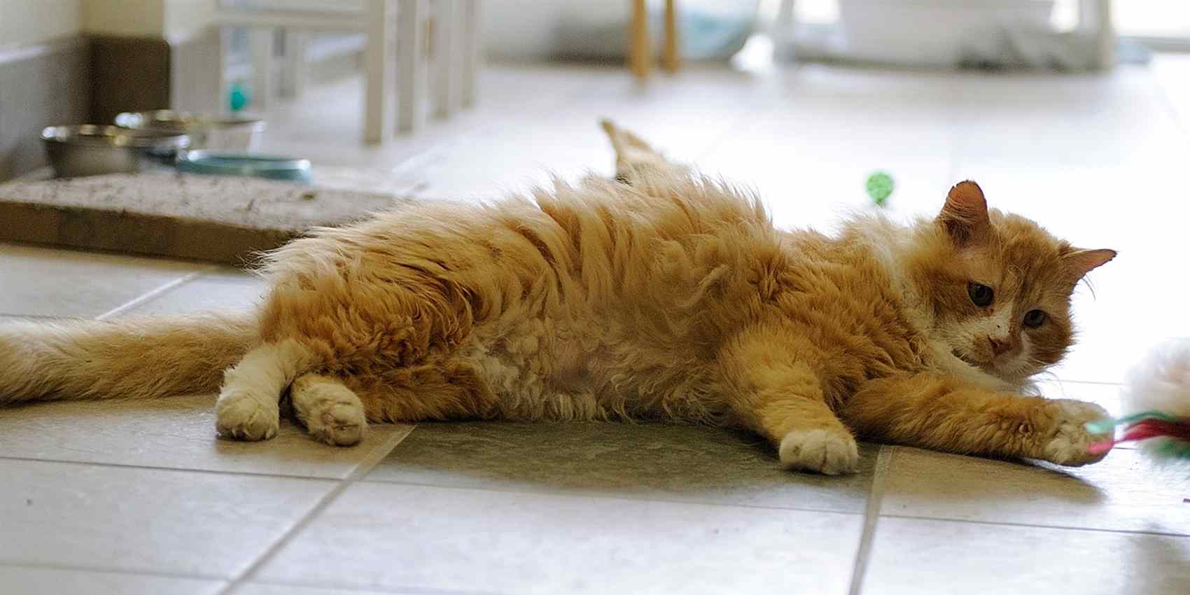 gato é rejeitado pelos donos