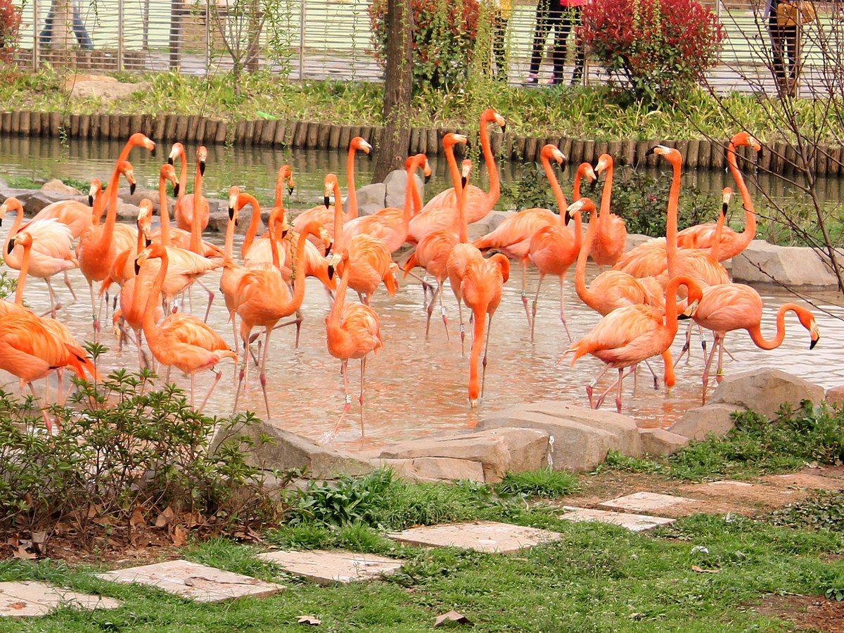 animais sem alimento do zoológico da China