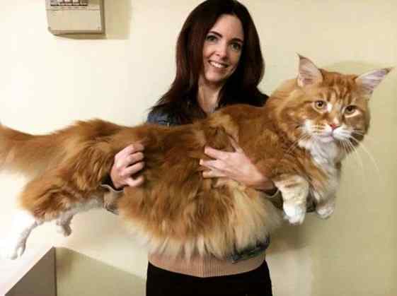 Maior gato do mundo