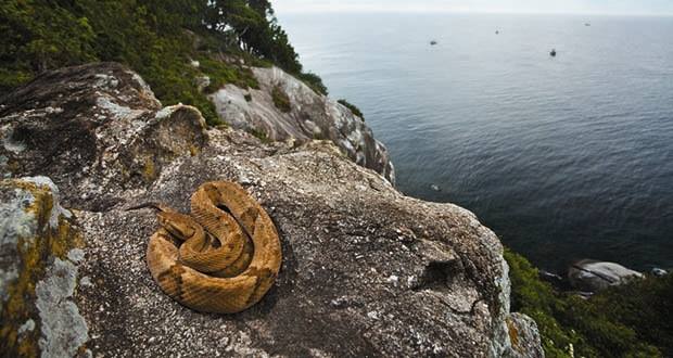 ilha das cobras