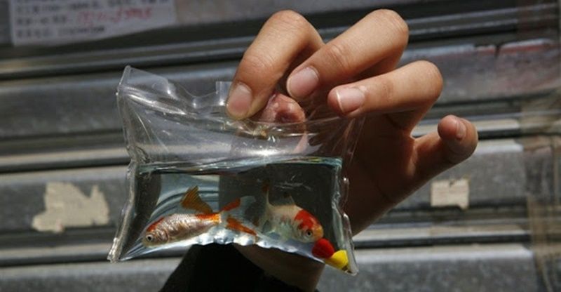 animais vendidos como chaveiros