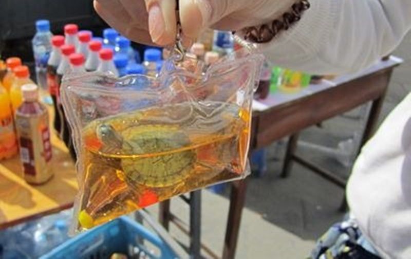 animais presos em sacos com água