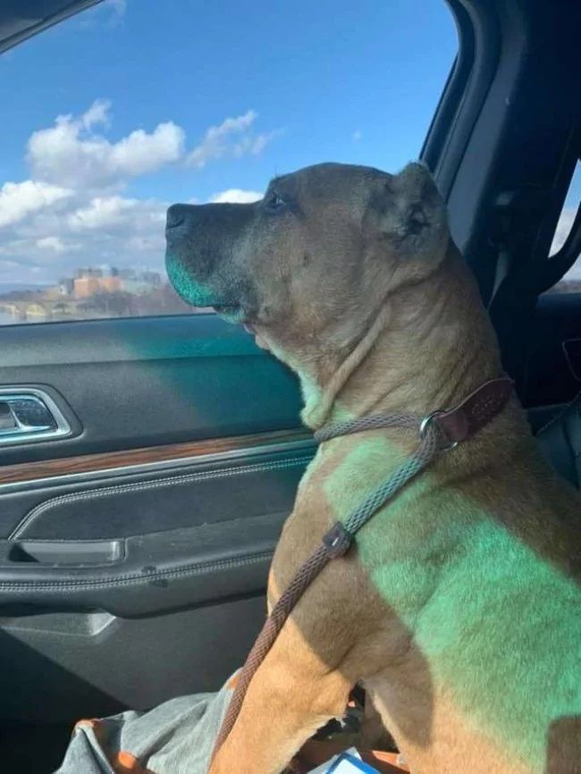 cão foi largado para trás