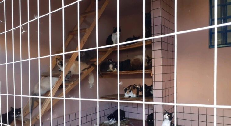 380 gatos foram resgatados em situação de maus-tratos em Ponta Grossa (PR)