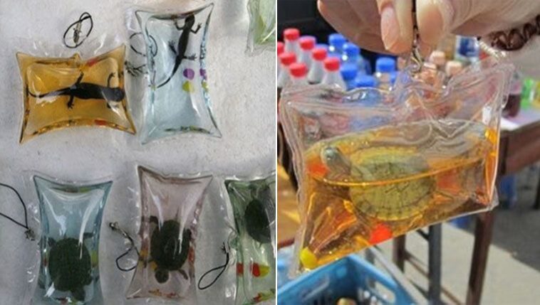 Animais vivos são vendidos como chaveiros em sacos plásticos com água