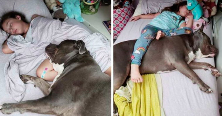 Conexão entre menininha e pitbull é tão grande que só dormem bem se estiverem juntos