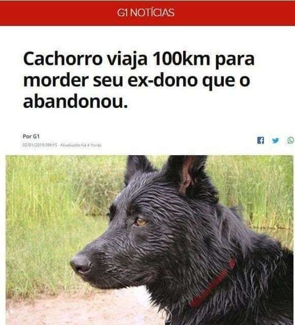 cachorro viaja 100 km para morder dono