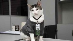 Gato gerente faz lucro de loja triplicar