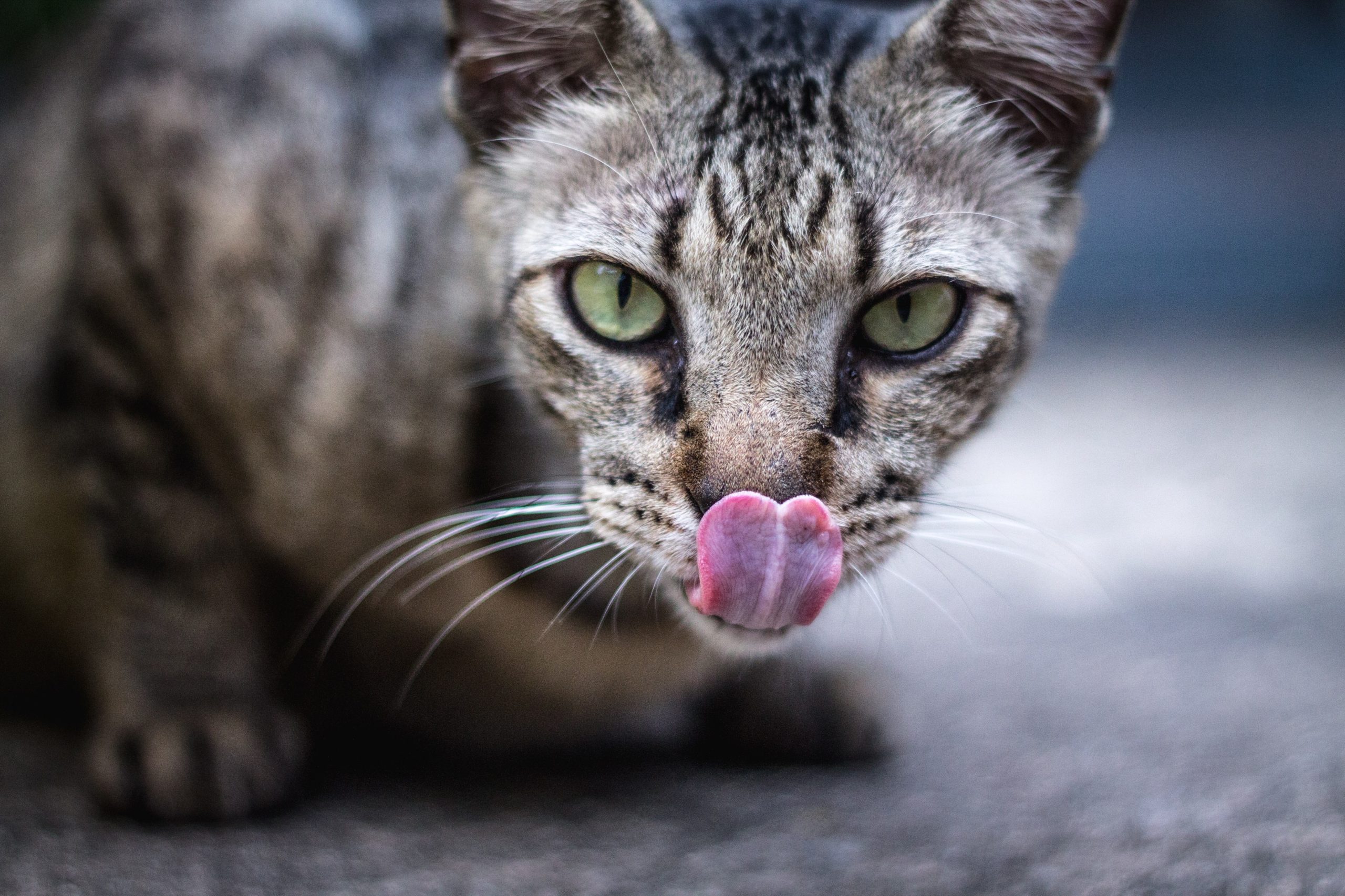 Gatos não sentem alguns gostos