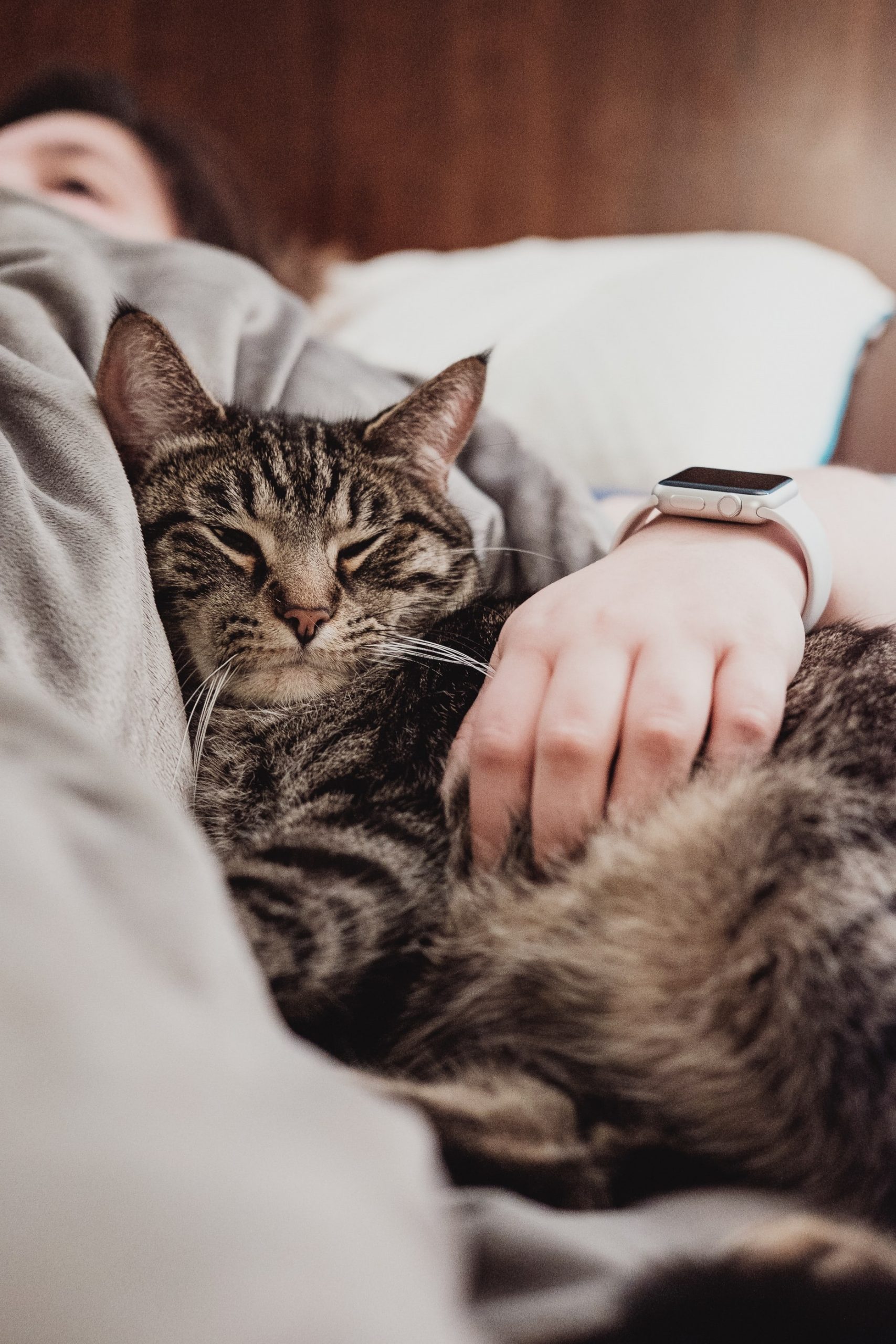 Gatos trazem benefícios aos donos