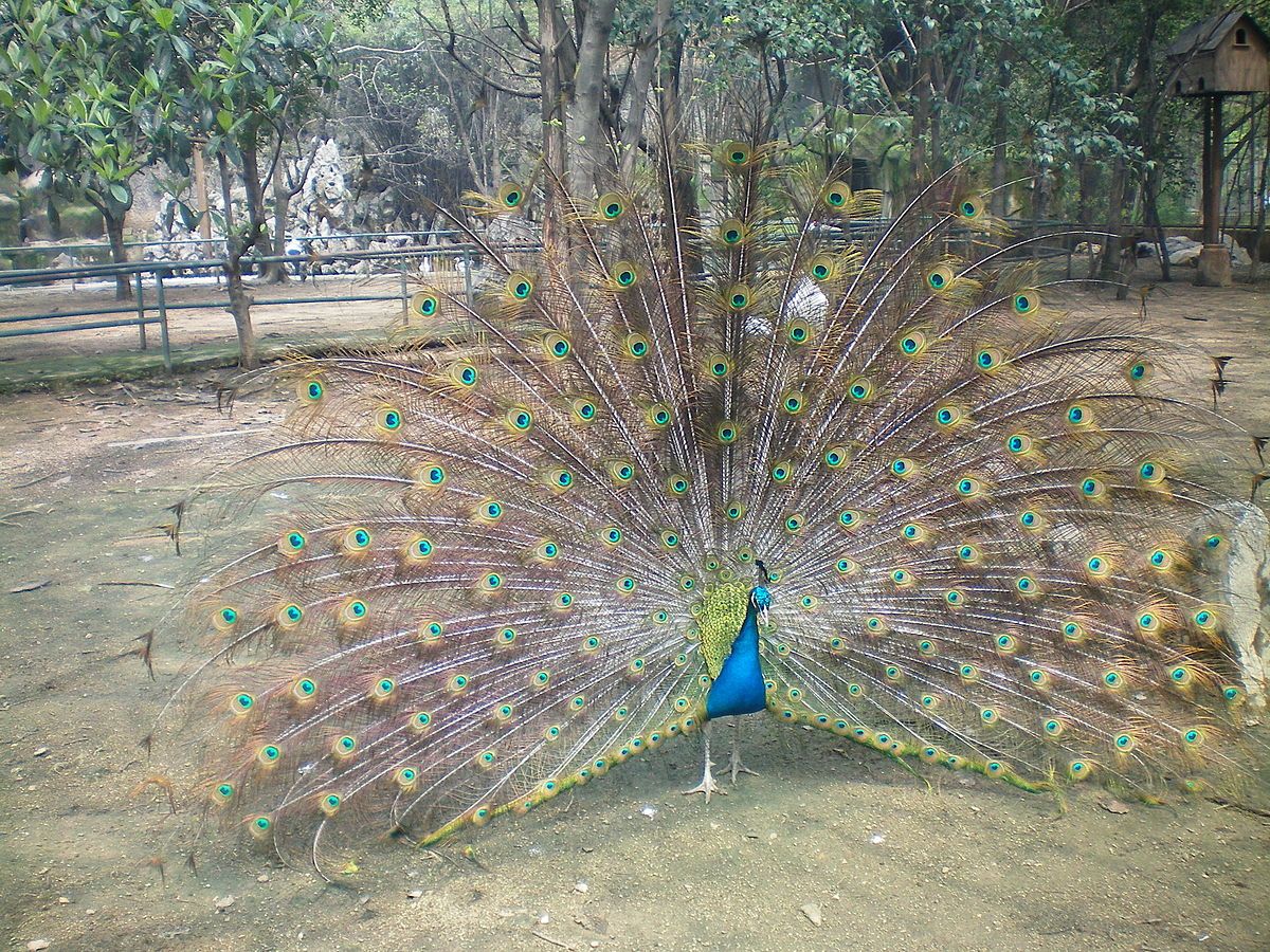 aves no zoológico