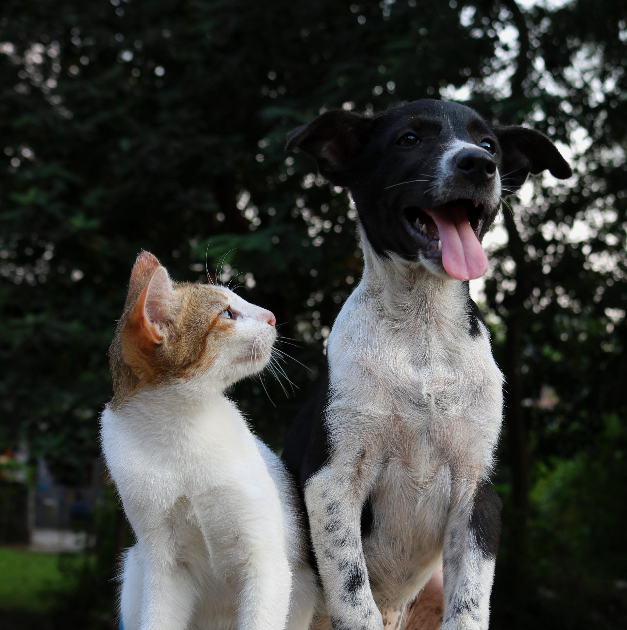 Animais domésticos pode comer ração misturada? 