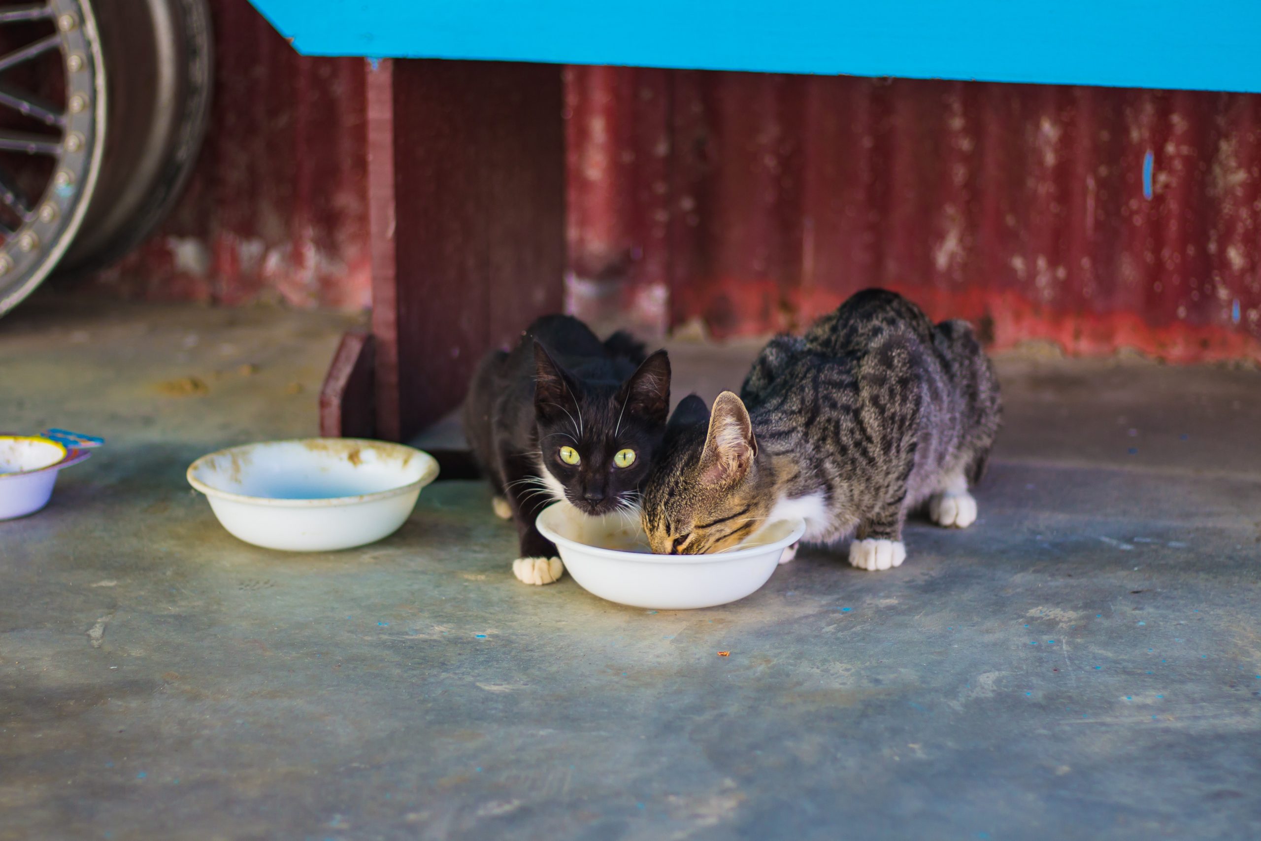 comida para gatos