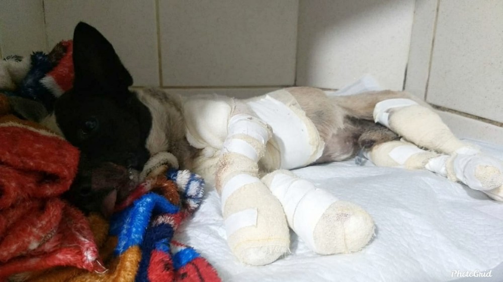 cachorro foi arrastado