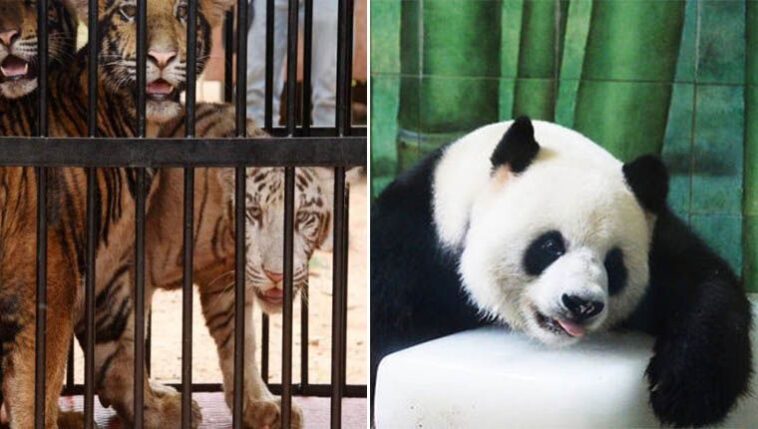 chineses se unem para salvar animais do zoológico de Wuhan