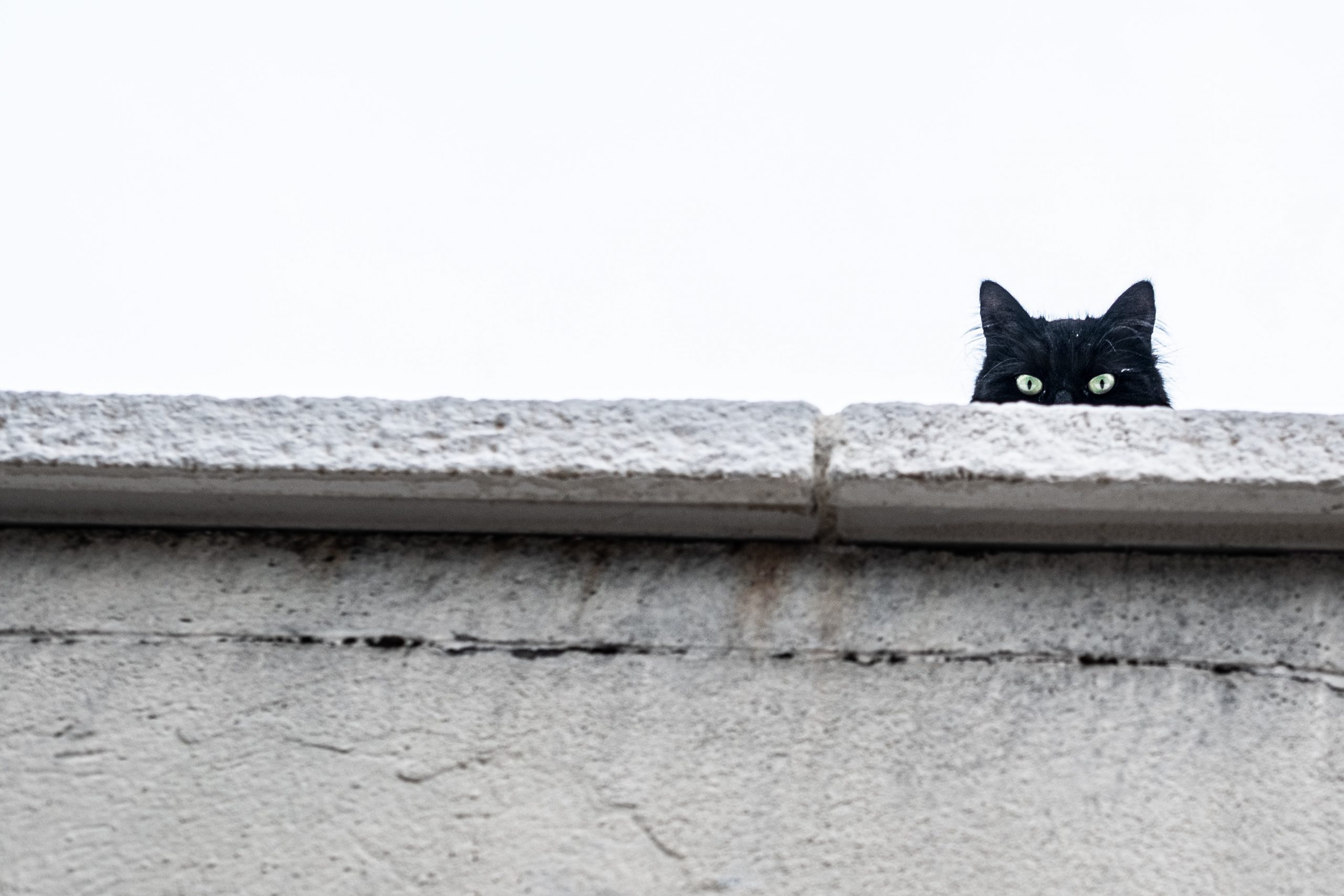 Fotos de gatos pretos