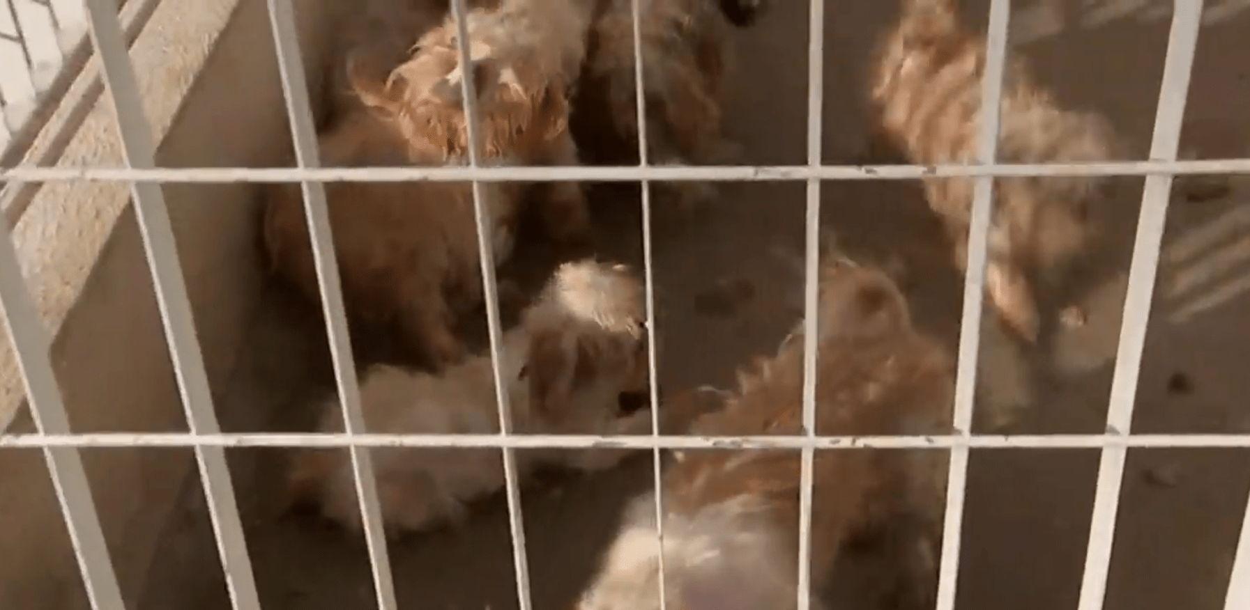 cãezinhos foram encontrados