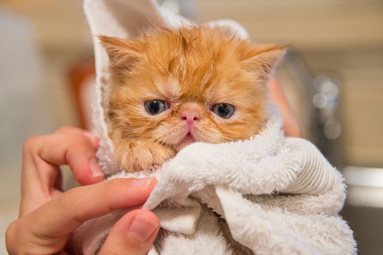 Gatos precisa tomar banho?