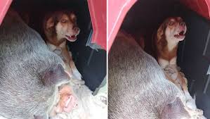 Porca gigante invade casa de cãozinho e ele aprende a dividir o espaço com ela