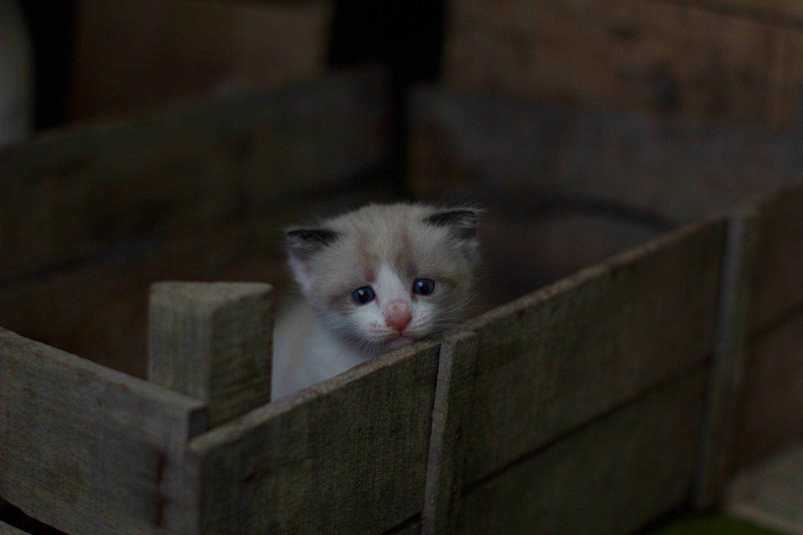 Como proteger os gatos do barulho dos fogos?