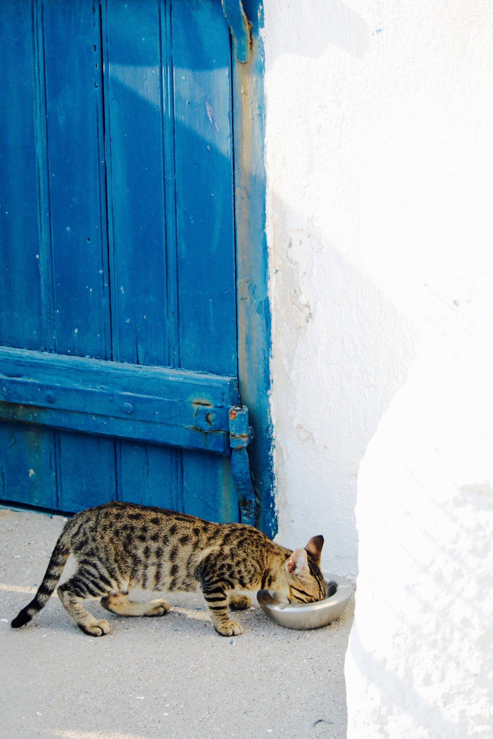 gato pode comer comida de cachorro?