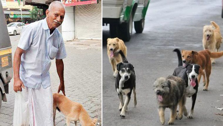 idoso acorda de madrugada para alimentar cães de rua