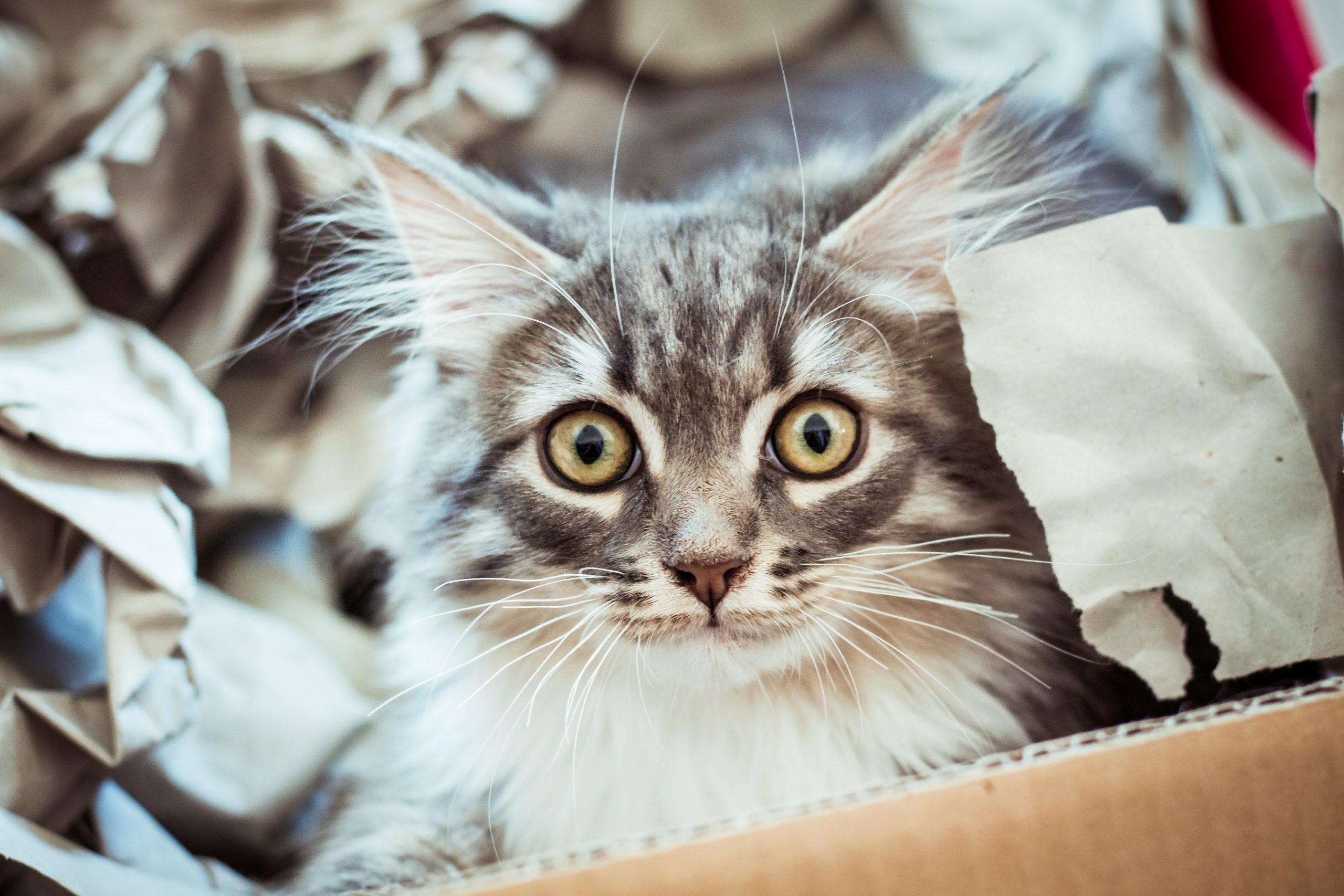Gatos amam caixas