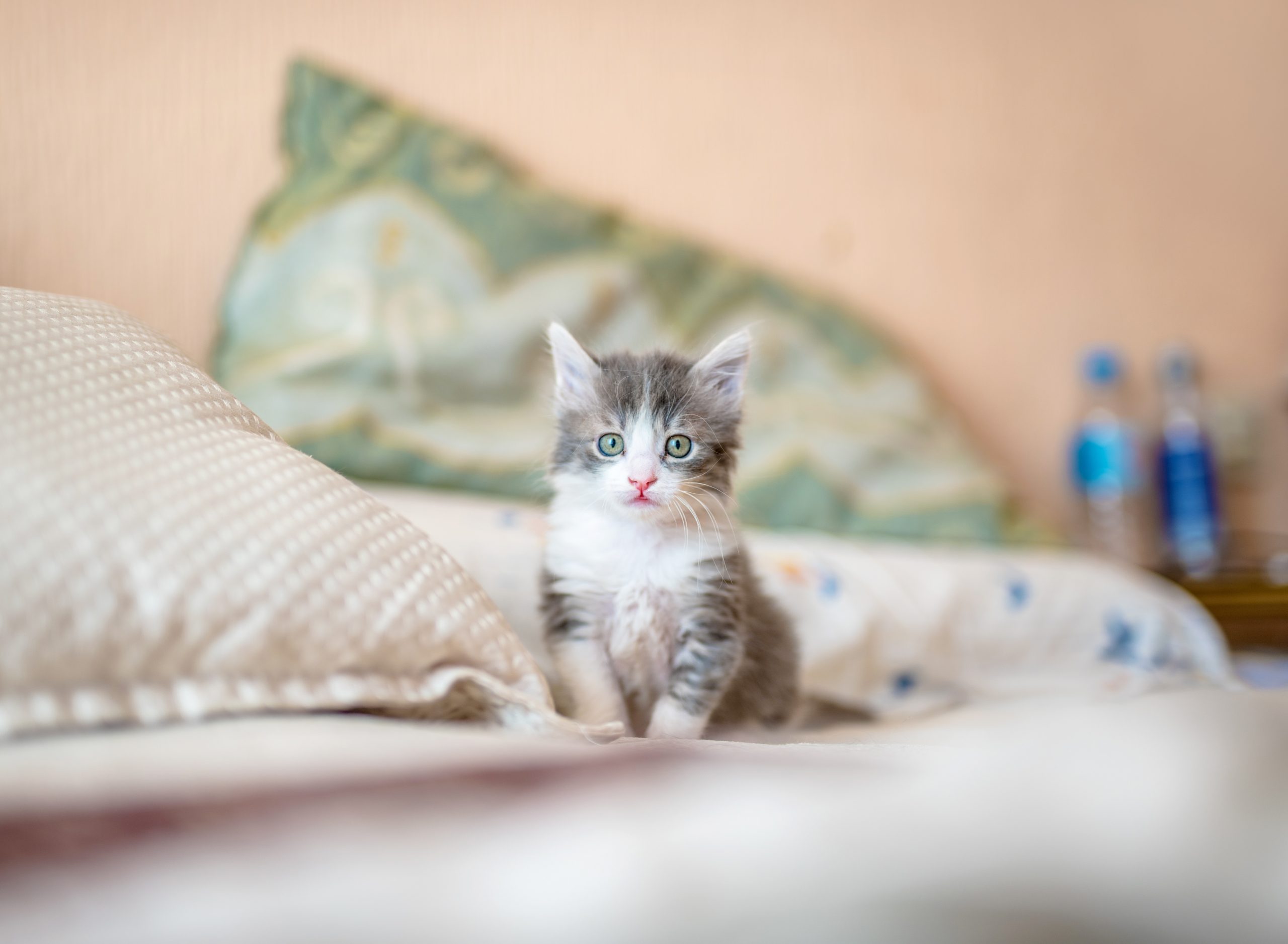 gatos se apegam ao dono