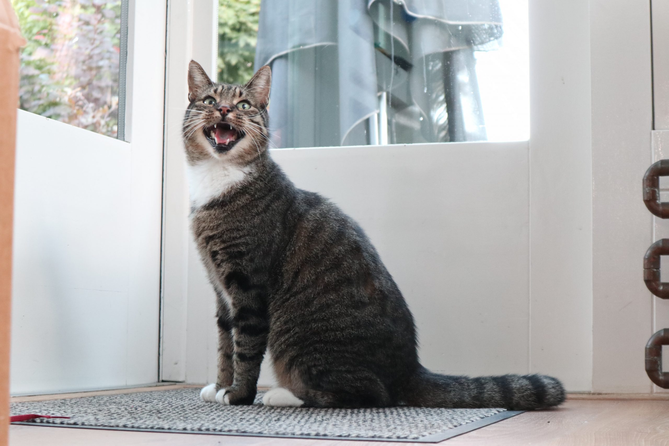 gatos são curiosos