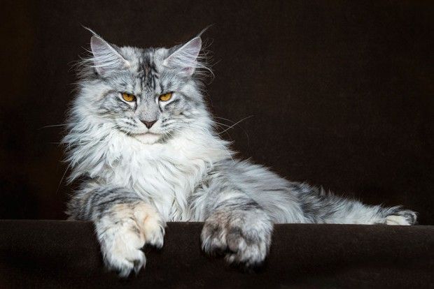 Tamanho do gato maine coon