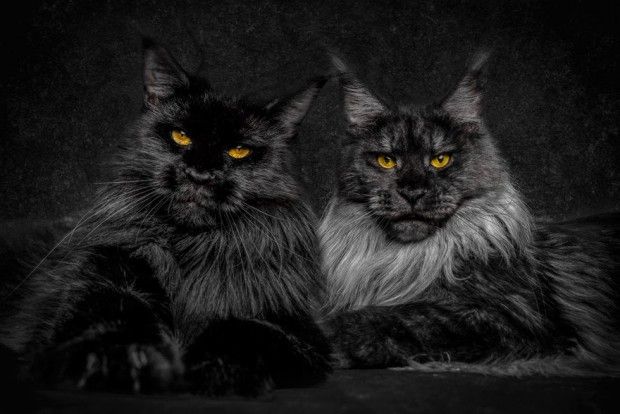 curiosidades sobre gatos Maine Coon