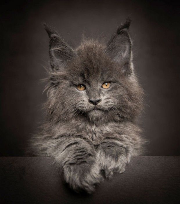 Fotos de gatos maine coon