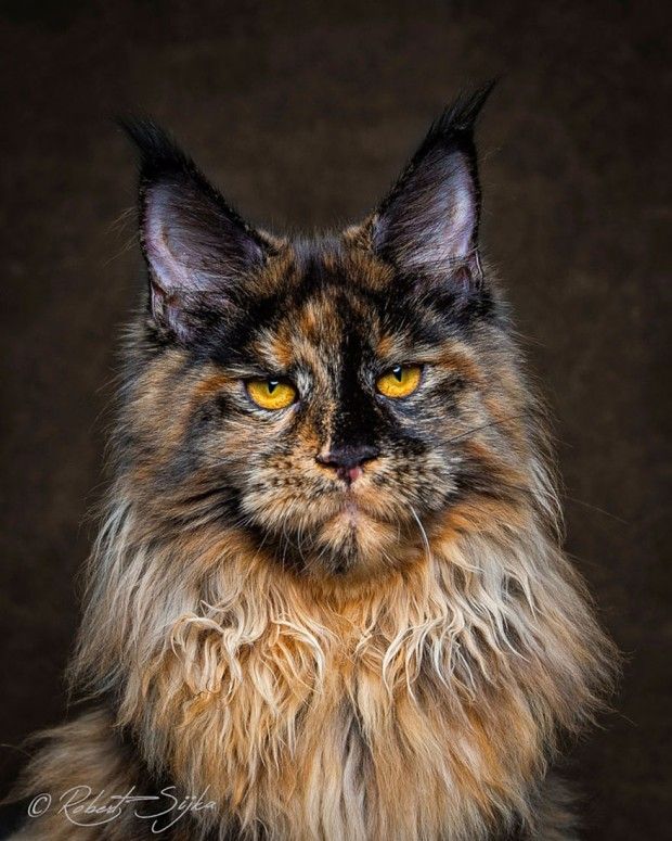 raça de gatos gigantes