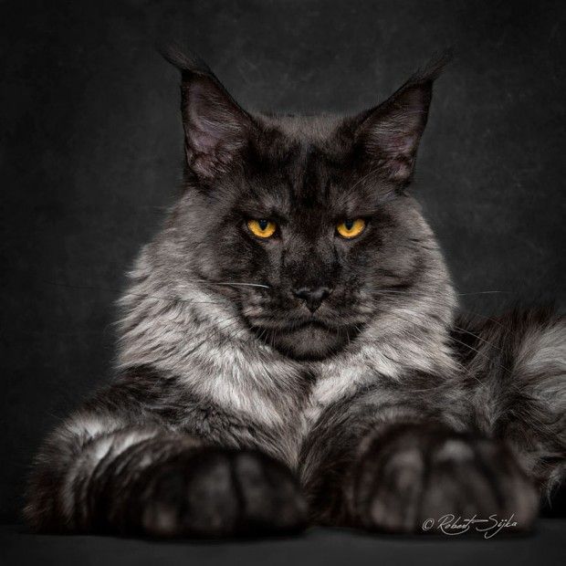 qual é a maior raça de gatos do mundo?